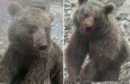 مدیرکل حفاظت محیط زیست استان مازندران از شناسایی و طرح شکایت از افراد سنگ انداز به خرس مجروح در سواد کوه خبر داد.