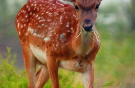 برنامه احیای ۴۶ گونه حیات وحش در دستور کار سازمان حفاظت محیط زیست