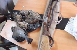 دستگیری شکارچیان پرنده حمایت شده دراج در پارک ملی کرخه